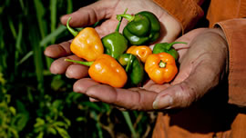cultivar_io
