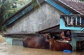 imgboletin_lluviavietnam